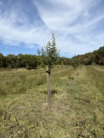 Foto treephoto-u0mivtt3moxuk2ghf1322bao.jpeg