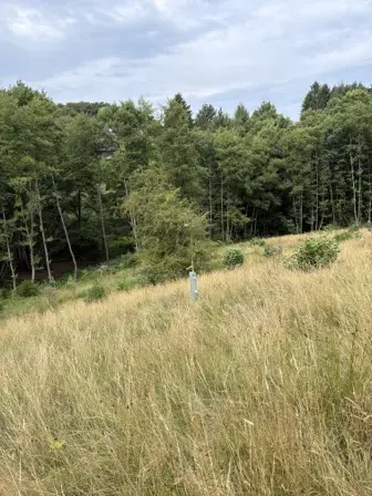 Foto treephoto-dzhvm6x3w2v9pe3btp3arz6d.jpeg