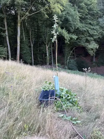 Foto treephoto-e48g6bdjodjx7ltsdkqdin8s.jpeg
