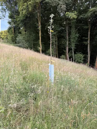 Foto treephoto-f99opwoec9xmexsmuqyv2dhl.jpeg