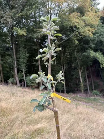 Foto treephoto-uwcb8lcfmc06mylkw0zccyi6.jpeg