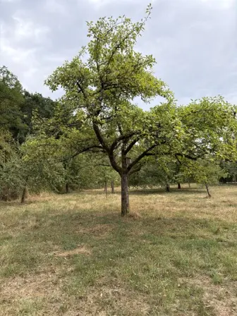 Foto treephoto-ejbwr6m9uxgav9mnhv1w27qv.jpeg