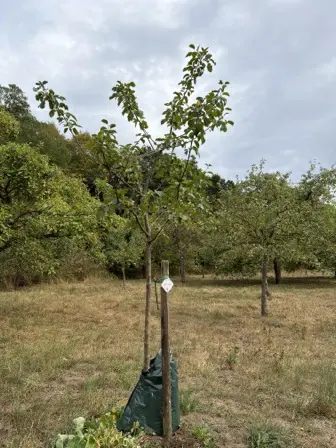 Foto treephoto-g0t98c5dsk3502281dc6kas2.jpeg