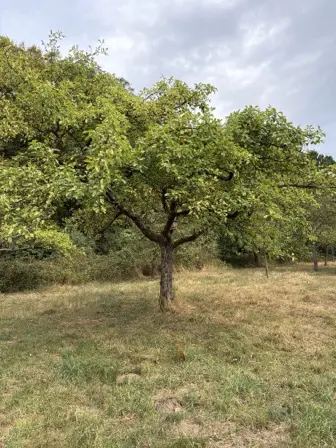 Foto treephoto-jf760yokd1s0pxvjcimsppqi.jpeg