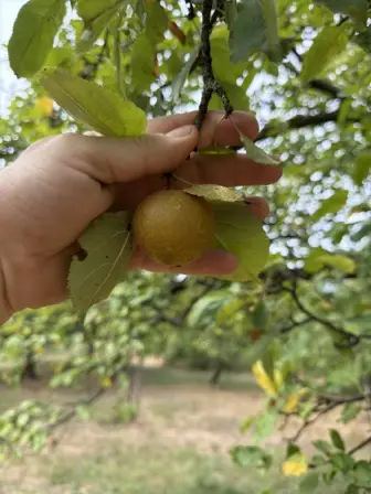 Foto treephoto-m41tigcqht4qq5ezkw4rcbse.jpeg