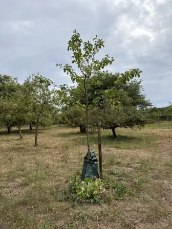 Foto treephoto-tkq89842zo4uj94vyez1x2xy.jpeg