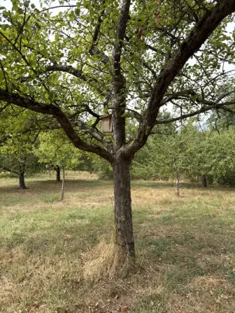 Foto treephoto-vm3bpegpkbxn1tfhmas8uqtp.jpeg