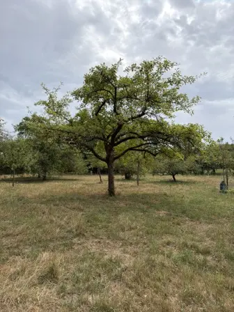 Foto treephoto-w4c1ukp2s5j5qg9u3kqpcw3g.jpeg