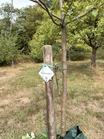 Foto treephoto-zgqkxfnkyvfn9zawm385oyqy.jpeg