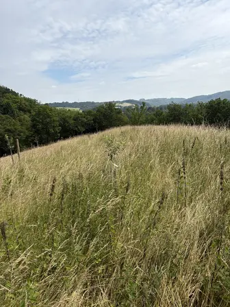 Foto treephoto-l2hhcfg18mdawlx7cd3eipmr.jpeg