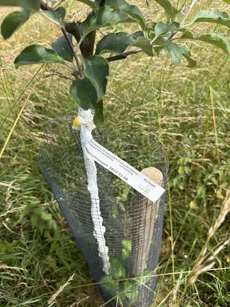 Foto treephoto-lvqb15mwbcngrvnumkeiynlk.jpeg