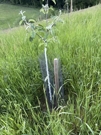 Foto treephoto-ocxqal3drqrm6w6wlarfsqjy.jpeg