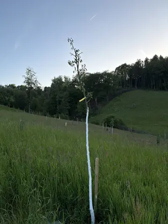 Foto treephoto-agrqgy7msw4akwgq0cw554qf.jpeg