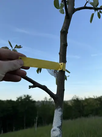 Foto treephoto-bawapwaq3qylj0dd87il8rnc.jpeg