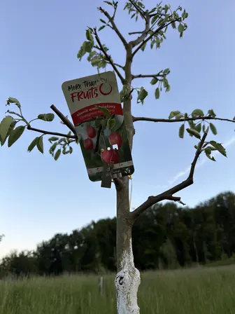 Foto treephoto-frq1x7us6m843j97v96b9g5y.jpeg