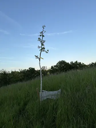 Foto treephoto-tdmnmu3a87nni66aoppkcoxc.jpeg
