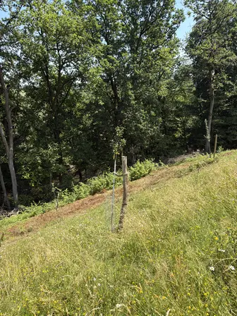 Foto treephoto-ehuu27wgmyefr6xqscr038wg.jpeg