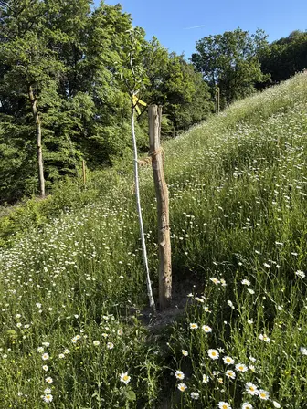 Foto treephoto-hlokv59arbcp6ydb6rx0jksn.jpeg