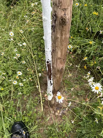 Foto treephoto-inszchly9t4b67gsysii9etf.jpeg