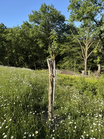 Foto treephoto-m29r3rbi1ydltnjmqlbwkh8h.jpeg