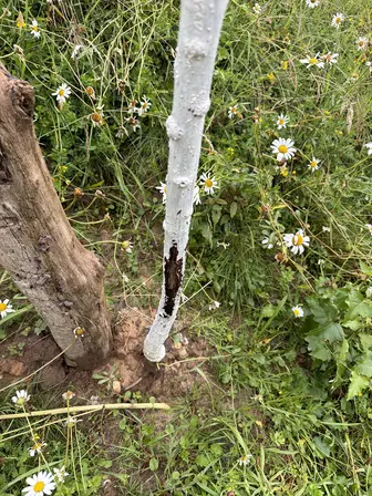 Foto treephoto-mv0tvbssk2e3iznaythrfh00.jpeg