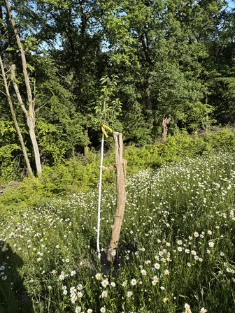 Foto treephoto-prmxdtr72u7mltls4zn4j8un.jpeg