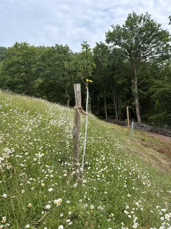 Foto treephoto-w43fehh79uj2cjq4a0dzgt6q.jpeg