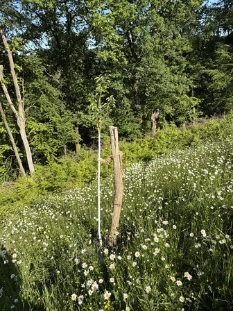Foto treephoto-xc4b5c86r104jhk09weg32md.jpeg