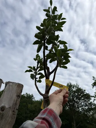 Foto treephoto-xxlf9ho728rlcqp19wm0or3j.jpeg