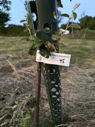 Foto treephoto-a6hcvobnoh81v1lllch4ywhr.jpeg