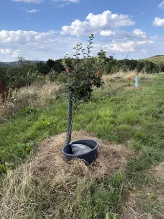 Foto treephoto-fb9vu0iq0h0z6fz45lnnw4lu.jpeg