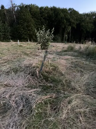 Foto treephoto-fel5xyoimowllnatwbhzbsqq.jpeg