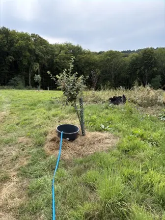 Foto treephoto-x8hm6nor0zjsgjfhigg84hkg.jpeg