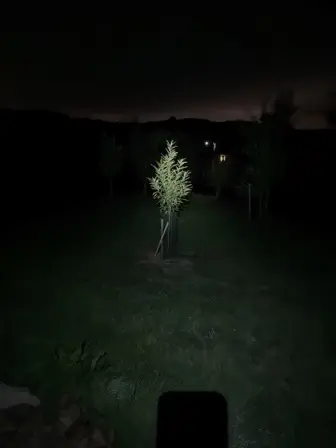 Foto treephoto-p7rky2iu6lspn4twq8n48h2j.jpeg