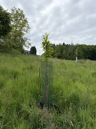 Foto treephoto-svdy2rloan4qhg5qjnqvbm33.jpeg