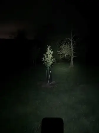 Foto treephoto-u80p31fwaiycfbulgfti3t0m.jpeg