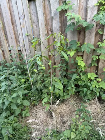 Foto treephoto-tm1ghhommn1gd2vx7cucq6ts.jpeg