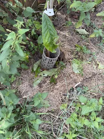 Foto treephoto-xztq0z8k3272sre4soquahr5.jpeg