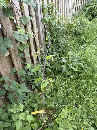 Foto treephoto-za78wpoaeznlazek0vm99le1.jpeg