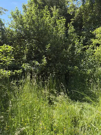 Foto treephoto-d6tydjnq597lb8ysut3x8lan.jpeg