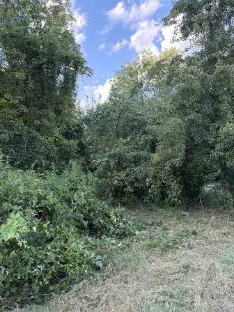 Foto treephoto-fg2xuneth5vonlpuvyr8qmpn.jpeg