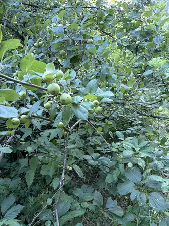 Foto treephoto-g2gjgfds6vfabfhu43jqmtpf.jpeg
