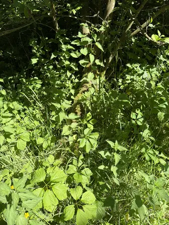 Foto treephoto-gawx9wcubxlopy73g86graeg.jpeg