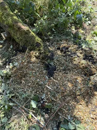 Foto treephoto-lbapodju2c99lzqdozt5hypb.jpeg