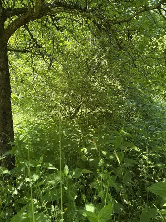 Foto treephoto-ngam0j3x1o5svs68qmxcm6m4.jpeg
