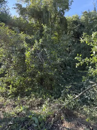 Foto treephoto-s3vj3etsuf30wf4ne7jrr2bt.jpeg