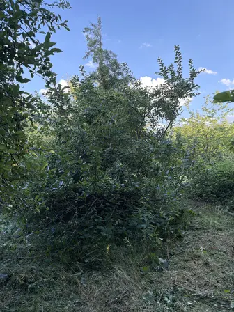 Foto treephoto-tfv59pqtdjwcu74hanf77kya.jpeg