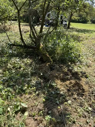 Foto treephoto-twgj9wlcn12ur7iisu1c8570.jpeg