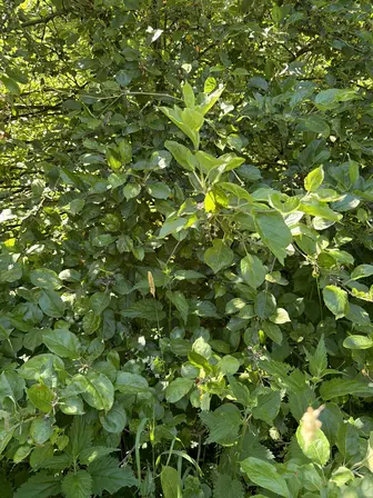 Foto treephoto-vjyb4frqma8h87zf7kkaqrke.jpeg