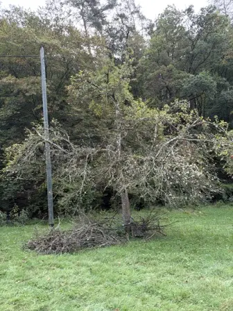 Foto treephoto-a9g5hrjw7m6qf9k48h0znyvc.jpeg